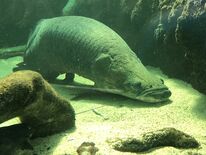 ピラルクー「長さん」死ぬ　推定23歳、老衰か　栃木県なかがわ水遊園