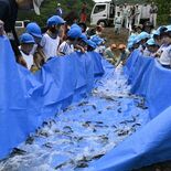 稚アユの成長願う　茂木の園児ら60人　バケツなどで5600匹放流　