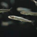 アユ　県なかがわ水遊園・目野透さん　川にいない時期あるのはなぜ？　海に…