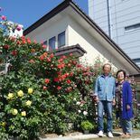 今年も豪華につるバラ開花　宇都宮の根本さん方　芳醇な香り漂う