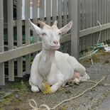 鹿沼署が“迷いヤギ”保護　餌くれる警察官に懐く様子も　飼い主見つからな…