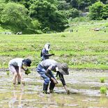 茂木の棚田３カ所でオーナーたちが田植え　ふるさとの風景、新緑の中で農作…