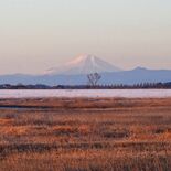 ヨシ原のかなたに...富士山　コウノトリとの写真狙うカメラマンも多く