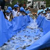 稚アユの成長願う　茂木の園児ら60人　バケツなどで5600匹放流　