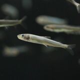 アユ　県なかがわ水遊園・目野透さん　川にいない時期あるのはなぜ？　海に行って成長し、また川へ　豊かな自然環境が必要