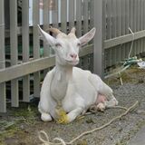 鹿沼署保護の“迷いヤギ”　飼い主の元に　ごメェ～わくをおかけしました