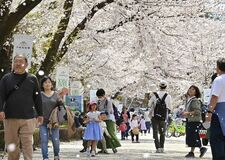 那須塩原・千本松牧場で桜見頃