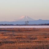 ヨシ原のかなたに...富士山　コウノトリとの写真狙うカメラマンも多く