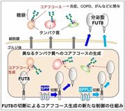 炎症やCOPDなどに関わる糖鎖の新たな制御機構