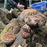 原木シイタケの収穫大詰め　矢板の君嶋きのこ園　肉厚でうま味魅力の旬の味