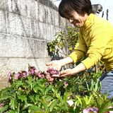 風に揺れる白 ピンク 紫　壬生の中川さん方でクリスマスローズが見頃　オープンガーデンとして一般公開