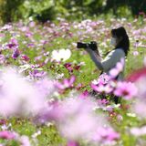 秋風に揺れるコスモス　高根沢で次々開花