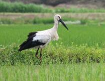 コウノトリ2年ぶり飛来
