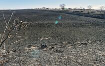 渡良瀬遊水地焼け跡