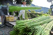 鹿沼で麻の収穫最盛期