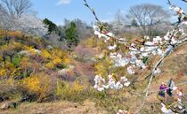 「花の山」で春の花々見頃　茂木