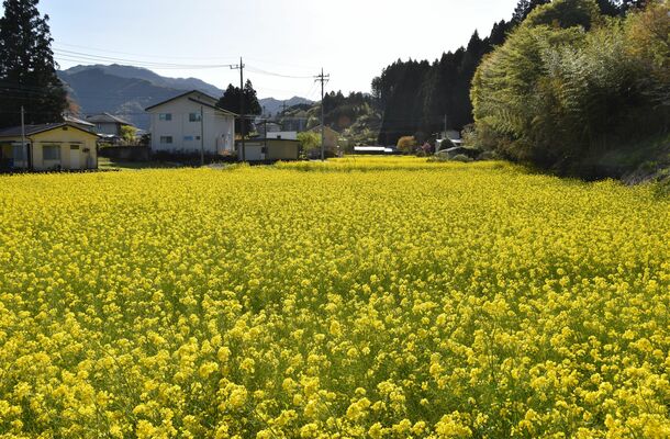 旧所野小周辺の菜の花