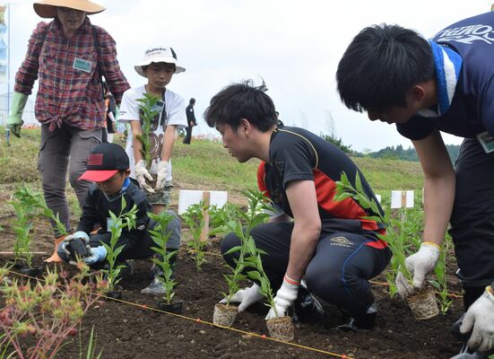 トウガラシの苗植えを体験する参加者