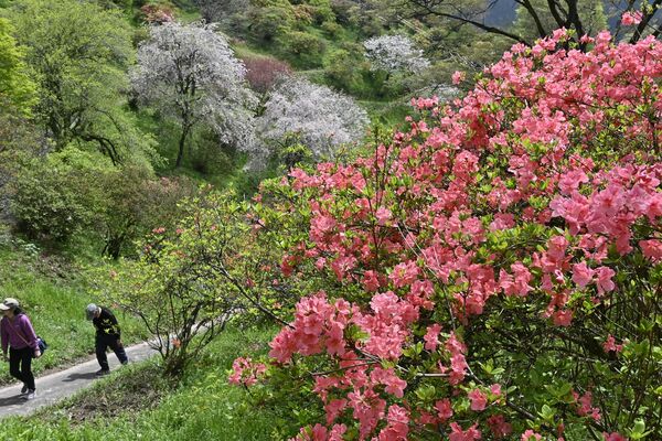 公園内で咲き始めたヤマツツジ