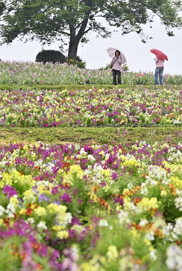 園内の花畑を色鮮やかに彩るリナリア＝６日午前11時５分、那須町豊原丙、広瀬華撮影