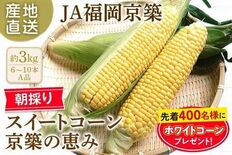 朝採り･当日発送で届ける甘みあふれる初夏の味覚！福岡県産スイートコーン…