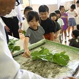 児童ら蚕をお出迎え　「お世話頑張りたい」　小山・絹義務教育学校
