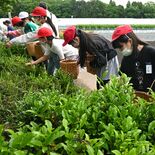 「鳥居茶」摘み取りに汗　壬生・稲葉小児童が体験　お殿様の工場跡も見学