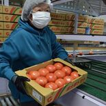 「桃太郎トマト」出荷始まる　ＪＡなす南、強い甘みと酸味のバランスに自信