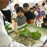 児童ら蚕をお出迎え　「お世話頑張りたい」　小山・絹義務教育学校