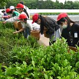 「鳥居茶」摘み取りに汗　壬生・稲葉小児童が体験　お殿様の工場跡も見学