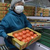 「桃太郎トマト」出荷始まる　ＪＡなす南、強い甘みと酸味のバランスに自信