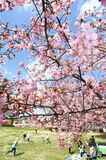 カワヅザクラが見頃　宇都宮城址公園