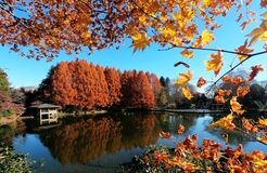 宇都宮・中央公園でメタセコイアが紅葉