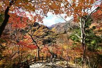 那須塩原の塩原渓谷で紅葉見頃