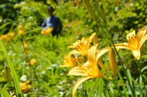 ニッコウキスゲが見頃　市貝
