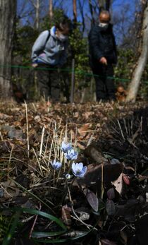 みかも山公園の雪割草　栃木・佐野