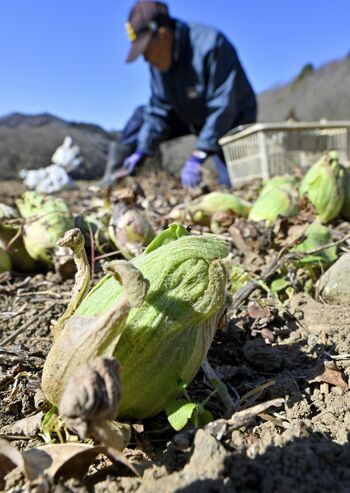 収穫の最盛期を迎えたフキノトウ＝25日午前10時10分、那珂川町谷川