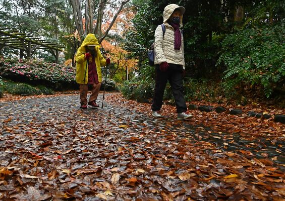 公園内の落ち葉も冷たい雨でぬれる中、散歩する人たち＝６日午前７時35分、宇都宮市睦町