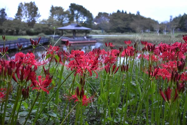 みかも山公園の万葉庭園で咲くヒガンバナ。例年より１週間ほど遅れて八分咲きとなった＝21日午後、佐野市