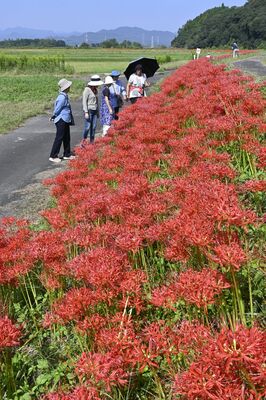 満開を迎えた荒川沿いのヒガンバナ
