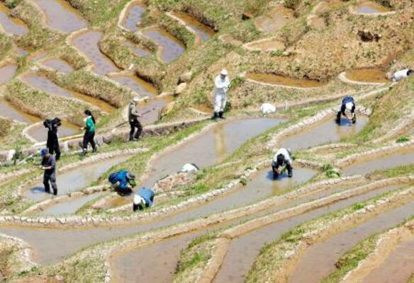 　石川県輪島市の「白米千枚田」で田植えをする人たち＝９日午前