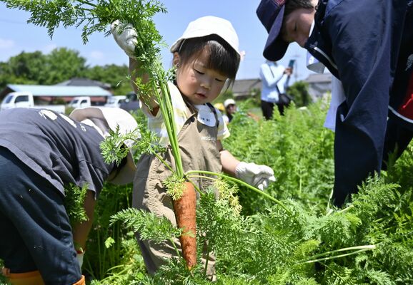 ニンジンの収穫体験をする参加者