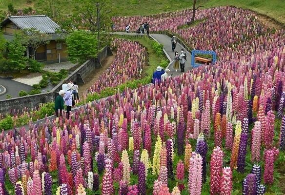 斜面を鮮やかに彩る色とりどりのルピナス＝24日午後２時５分、鹿沼市茂呂