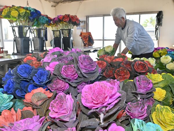 着色料を吸い上げて色鮮やかに染まった葉ボタン＝16日午前11時５分、高根沢町平田