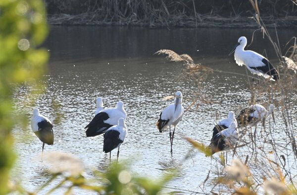 渡良瀬遊水地で羽を休めるコウノトリ＝19日午後３時、小山市下生井