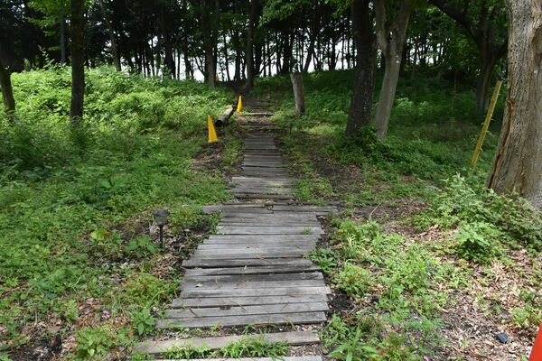 整備された自然林内の遊歩道＝那須町