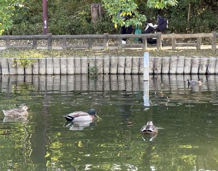 　石神井池のカモ＝東京都練馬区