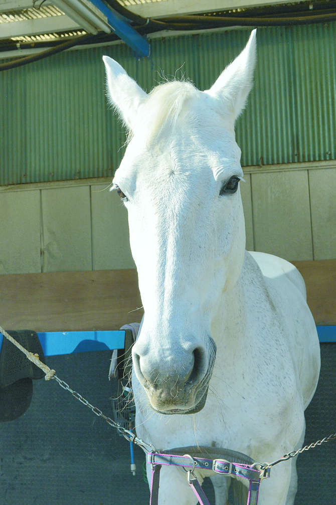 高貴な雰囲気の「キャンベラZ」