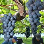 栃木市、「ワイン特区」申請へ準備 2025年度中の認定目指す 北関東有…