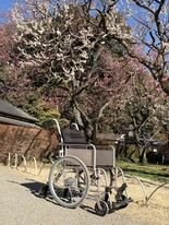 日本三名園・偕楽園に車いすCOLORS®が導入されました